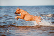 happy dog jumps into water