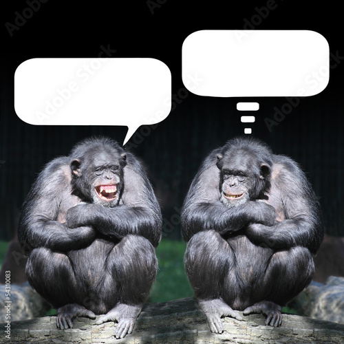 dwa-szympansy-bawiace-sie