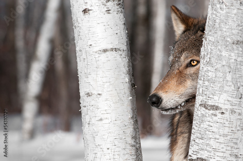 Naklejka samoprzylepna Szary wilk (canis lupus) między brzozami