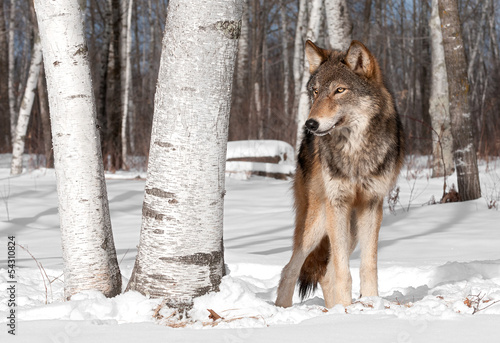 Naklejka samoprzylepna Szary wilk (canis lupus) stoi w linii drzew brzozy