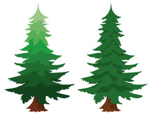 Two Evergreen Fir Trees