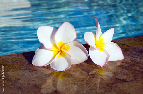Naklejka - mata magnetyczna na lodówkę flower on swimming pool