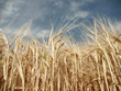 Barley / barley on summer day