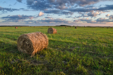 Sticker - Hay in the field