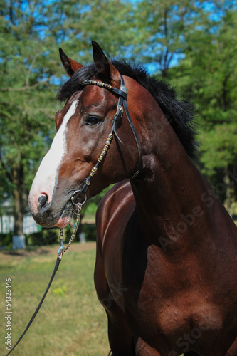 Naklejka na szybę Trakehner stallion