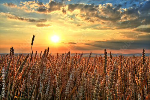 Fototapeta na wymiar Sunset over wheat field