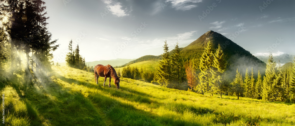 Obraz na płótnie Horse on a summer pasture in the mountains w salonie