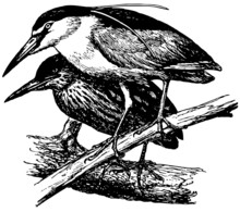 Bird Black-crowned Night Heron