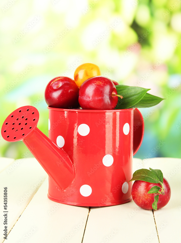 Ripe plums in watering can on wooden table on natural