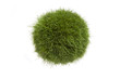 Grass Globe