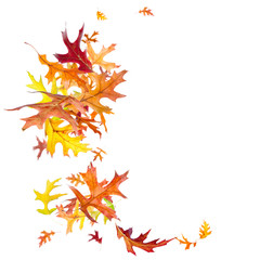 Wall Mural - falling autumn oak leaves isolated on white