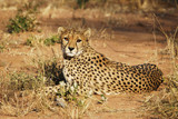 Fototapeta Sawanna - Gepard, Cheetah