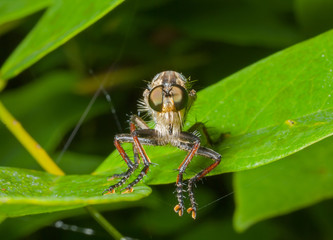 Canvas Print - Raptorial fly (Asilidae) 15