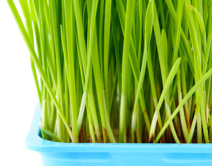 Wall Mural - Wheatgrass close up