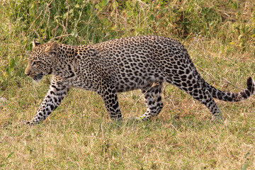 Wall Mural - Leopard walking in the savannah