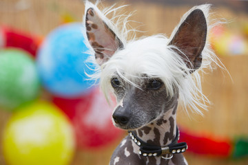 Chinese crested dog