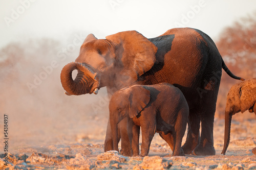 Tapeta ścienna Afrykańskie słonie pokryte pyłem, etosha n / p