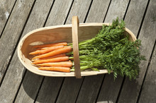 Fresh Carrots In A Garden Trug