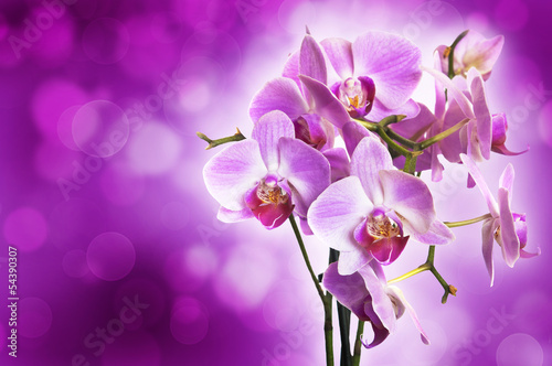 Naklejka samoprzylepna Fioletowa orchidea na fioletowym tle bokeh