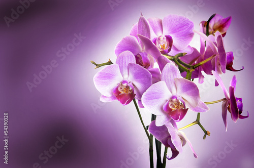 Naklejka samoprzylepna Fioletowa orchidea na fioletowym tle bokeh