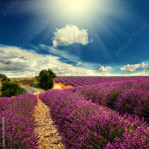 Naklejka nad blat kuchenny lavender field