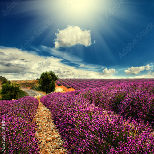 Naklejka na szybę lavender field