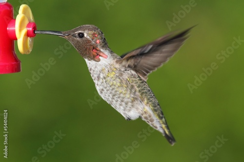Obraz na płótnie canvas dwuczęściowy "dyptyk" Annas hummingbird (calypte anna)