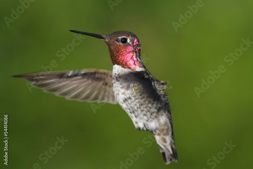 Obraz na płótnie canvas Annas hummingbird (calypte anna)