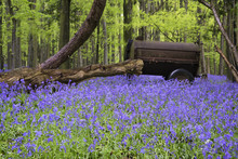 Old Farm Machinery In Vibrant Bluebell  Spring Forest Landscape