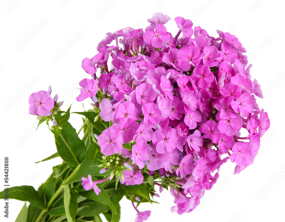 Beautiful bouquet of phlox isolated on white
