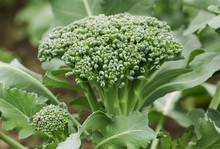 Broccoli Head Of Cabbage