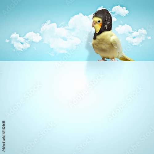 Parrot in pilot hat