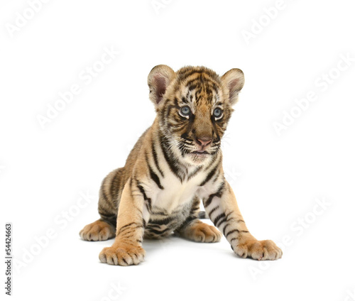 Plakat tygrys bengalski dla dzieci