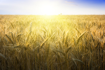 Canvas Print - Wheat field under cloudscape