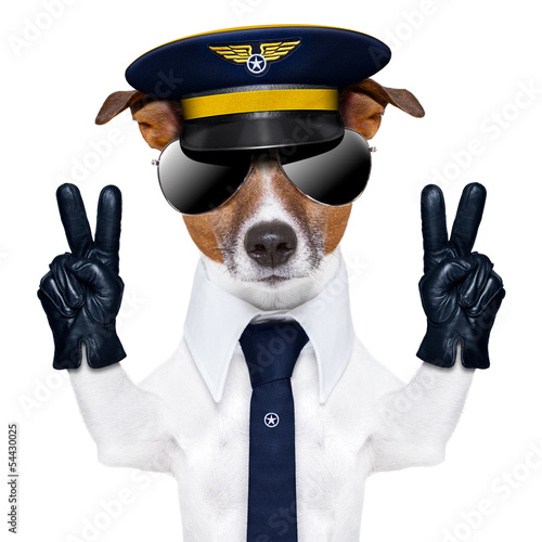Foto-Plissee - pilot dog (von Javier brosch)