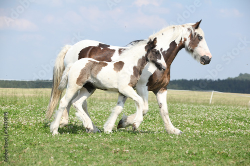 Naklejka - mata magnetyczna na lodówkę Portrait of nice arabian horse