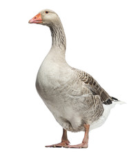 Domestic Goose, Anser Anser Domesticus, Isolated On White