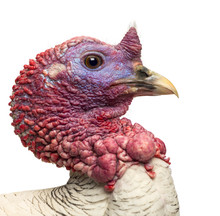 Close-up Of A Turkey, Meleagris Gallopavo, Isolated On White