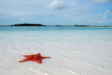 Starfish in the blue sea of the Caribbean