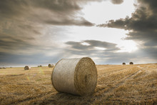 Field With Straw Bales