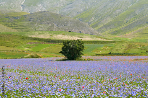 Fotoboard na płycie Castelluccio. 