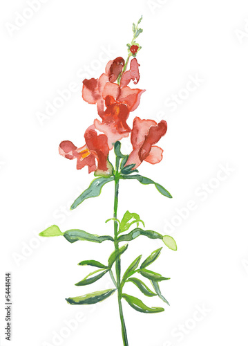 Львиный зев схема цветка. Львиный зев акварель. Антирринум живопись. Львиный зев арт. Антирринум большой рисунок.