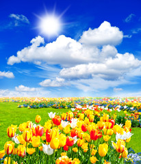 Canvas Print - tulip flowers field. spring landscape with sunny blue sky