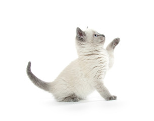 Wall Mural - Cute kitten playing on white