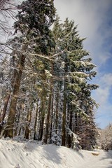 Wall Mural - foret vosgienne sous la neige