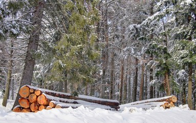 Wall Mural - foret vosgienne sous la neige