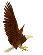 wide eagle