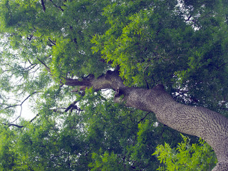 Canvas Print - Ash Tree