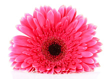 Beautiful Pink Gerbera Flower Isolated On White