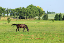 Grazing Brown Horse On The Green Pasture